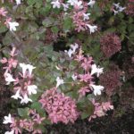 abelia-rose-creek