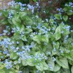 jack-frost-brunnera