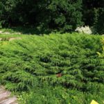 russian-arborvitae