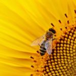 beneficial-insects-bees