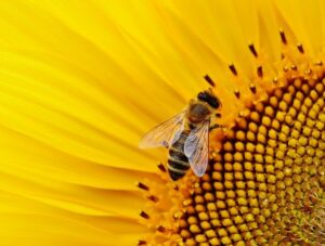 beneficial-insects-bees