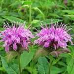 beneficial-Insects-bee-balm