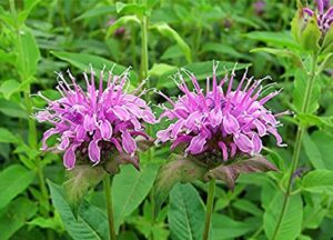 beneficial-Insects-bee-balm