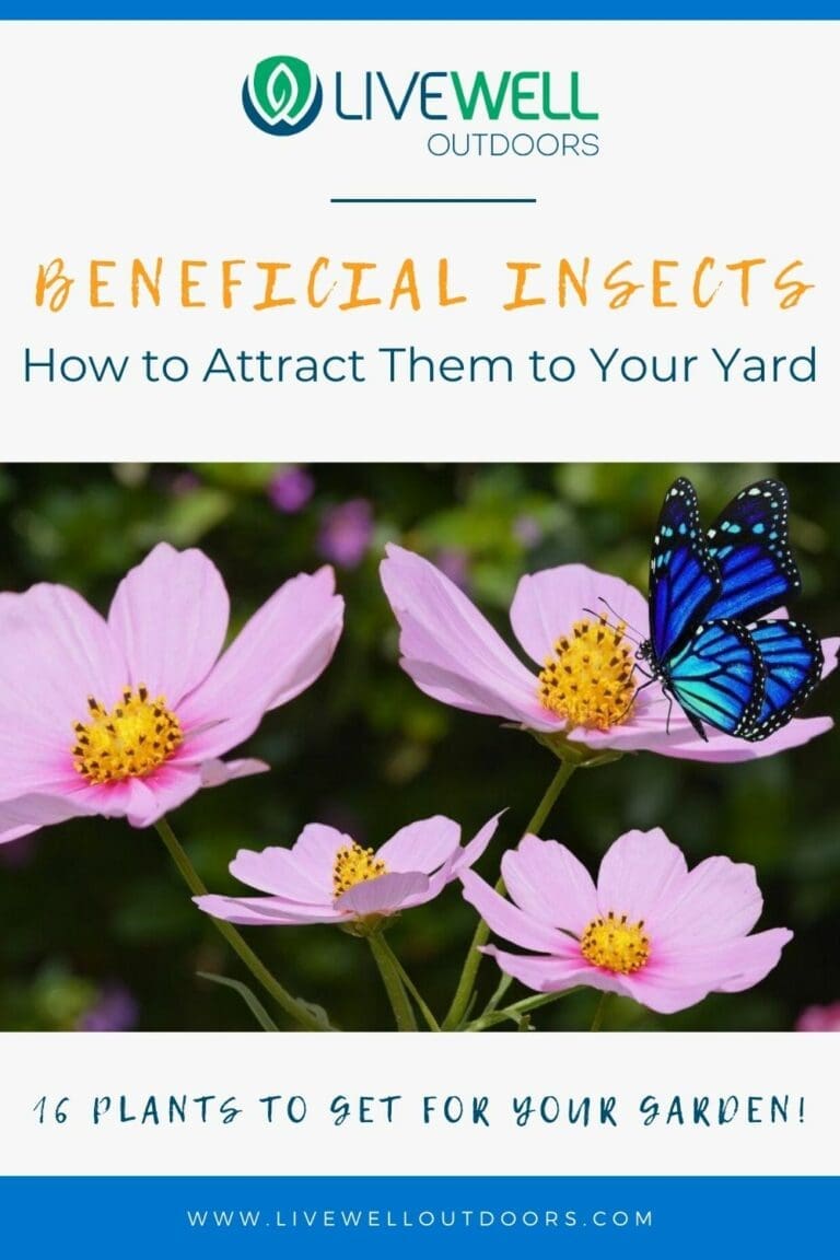 Beneficial Insects and How to Attract Them to Your Yard - Live Well ...