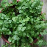 beneficial-Insects-cilantro