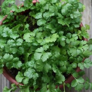 beneficial-Insects-cilantro