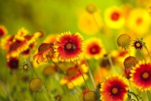 beneficial-Insects-coreopsis