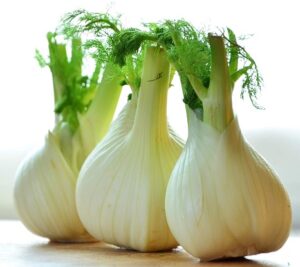 beneficial-Insects-fennel