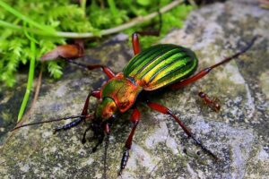 beneficial-insects-gold-ground-beetle