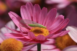 beneficial-insects-green-lacewings