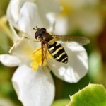 beneficial-insects-hoverfly