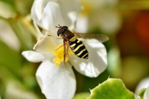 beneficial-insects-hoverfly