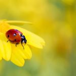 beneficial-insects-ladybug