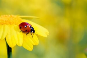 beneficial-insects-ladybug