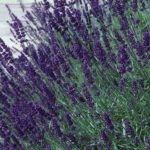 beneficial-Insects-lavender