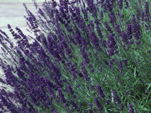 beneficial-Insects-lavender