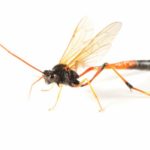 beneficial-insects-parasitic-wasp