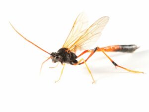 beneficial-insects-parasitic-wasp