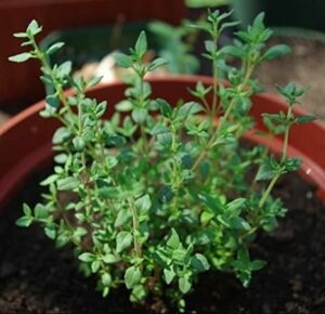 beneficial-Insects-thyme