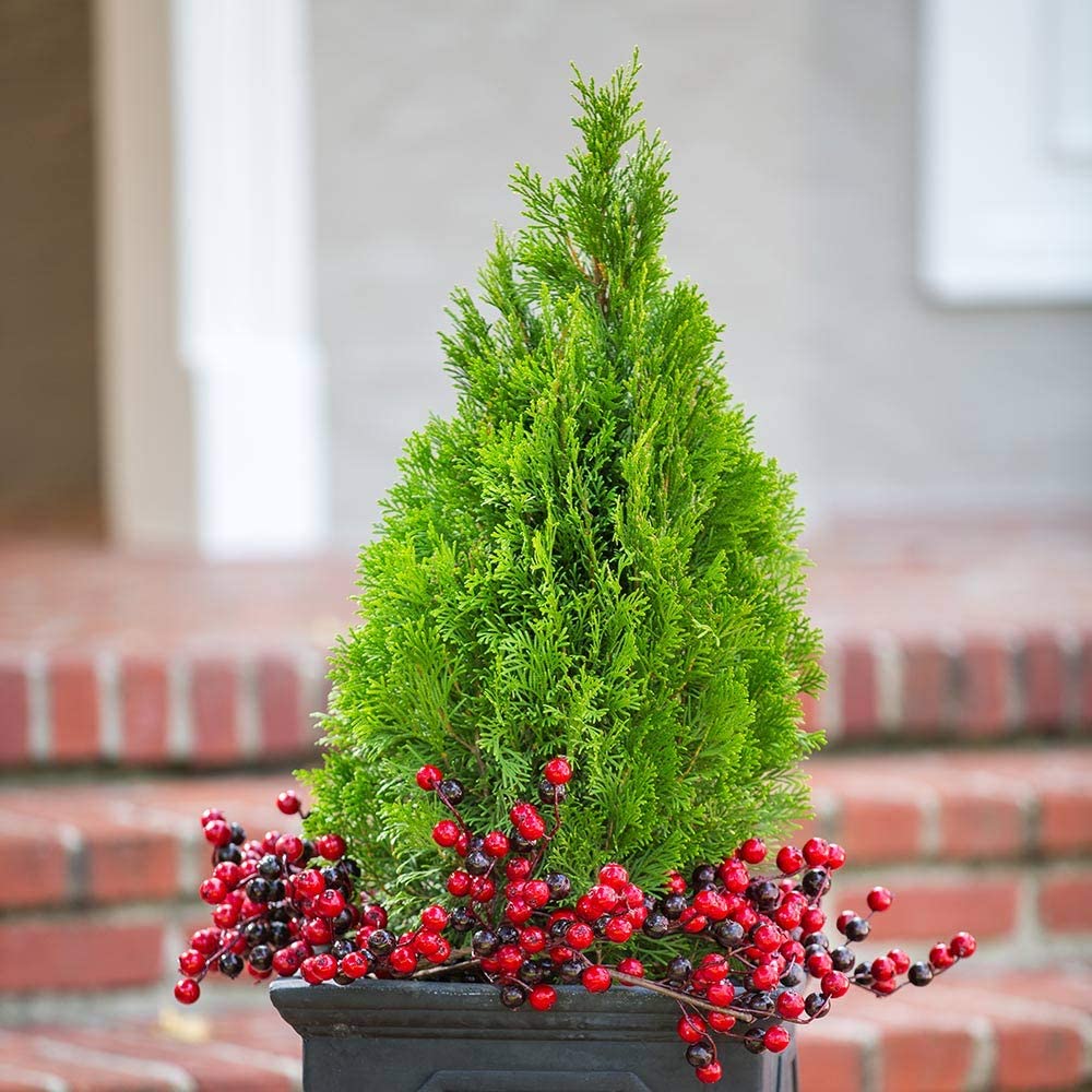 deer-resistant-plants-Arborvitae