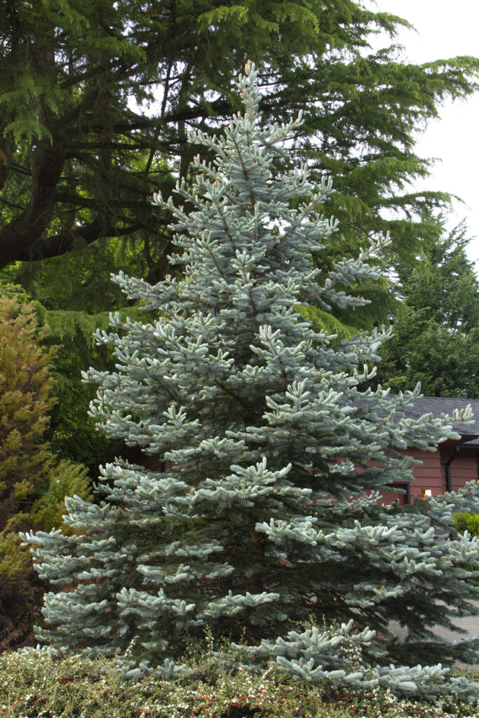 deer-resistant-plants-Colorado-Blue-Spruce