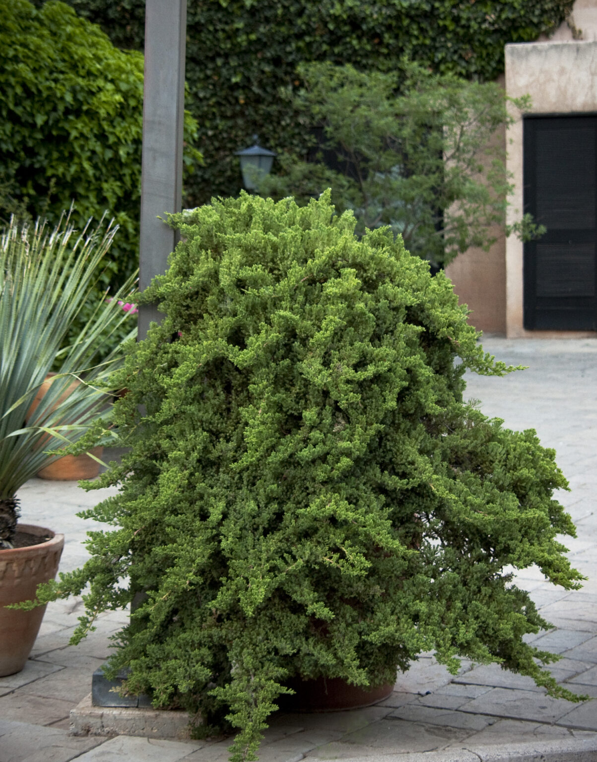 Dwarf Japanese Garden Juniper