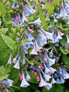 shade-plants-Virginia-Bluebells