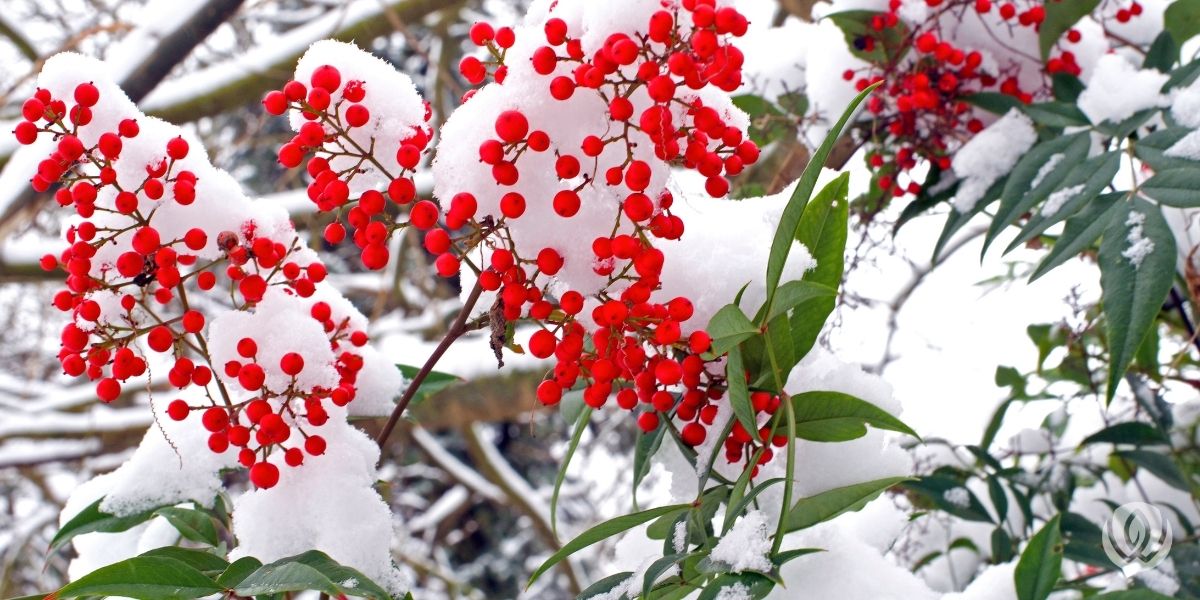 10 Trees And Shrubs With Red Berries - Red Berries For Winter Interest