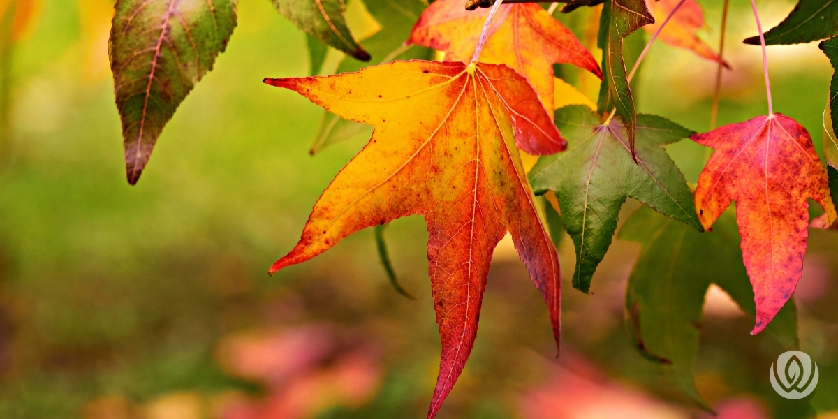 fall-landscaping-tips