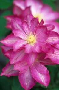 asao-clematis-living-wall-outdoors