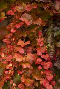 boston-ivy-living-wall-outdoors