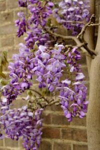 wisteria-living-wall-outdoors