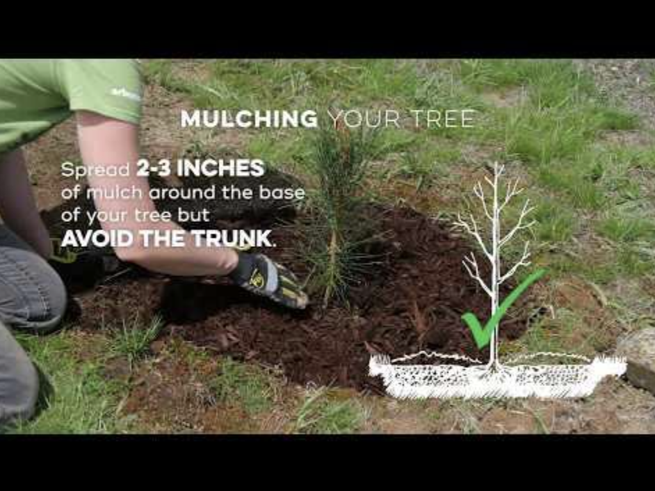 Fall Is a Great Time to Plant a Tree LiveWell Outdoors