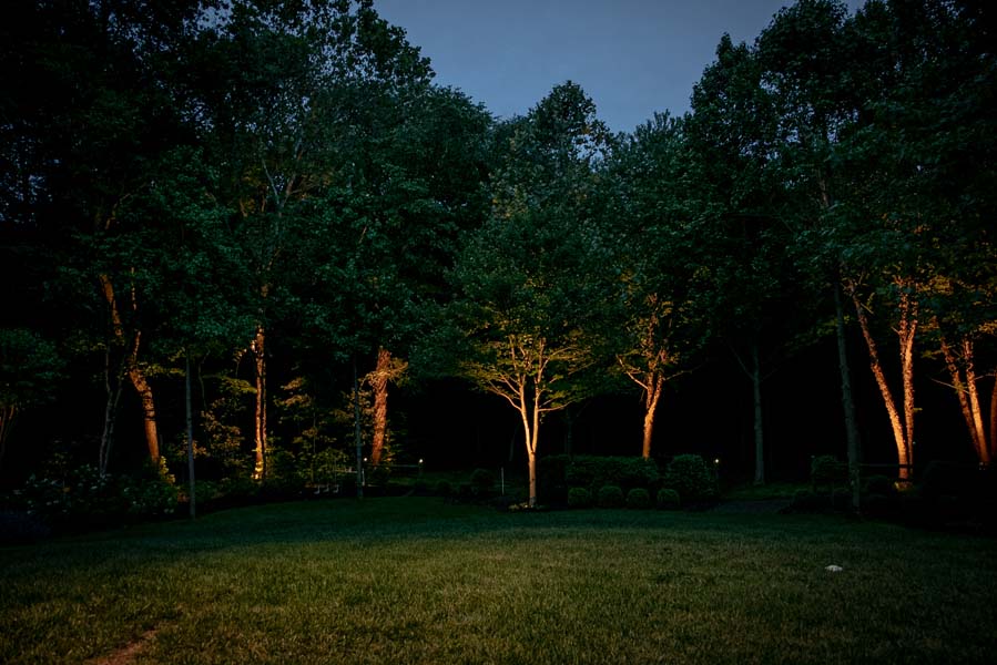 Night scene of trees with outdoor lighting