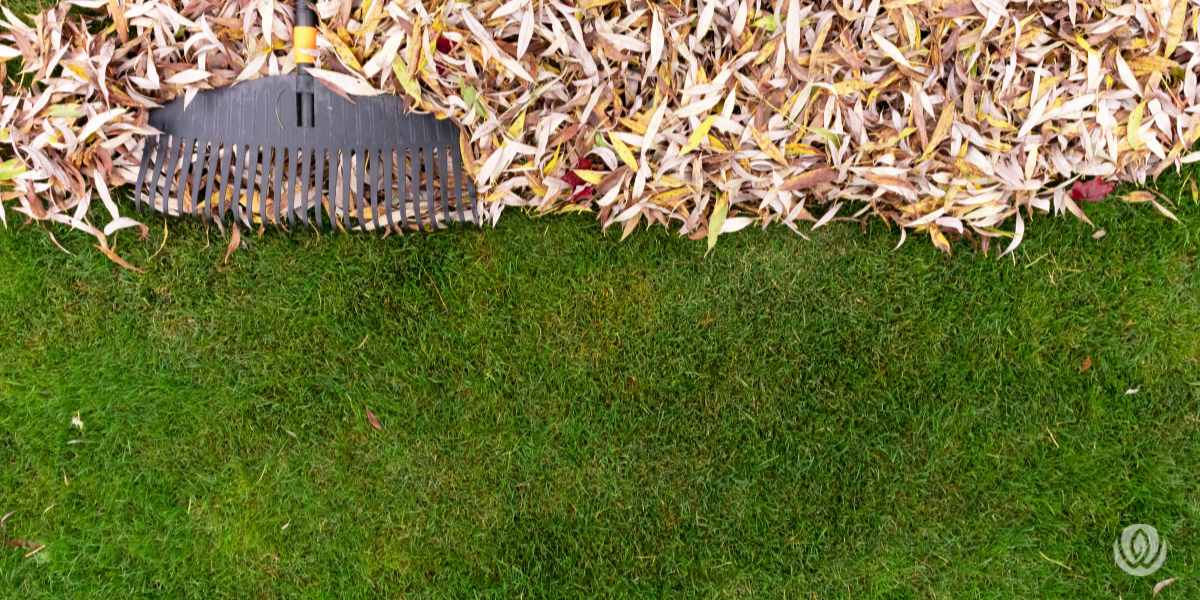 fallen leaves in yard