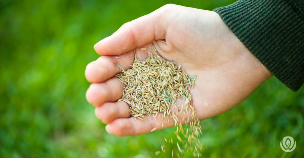 spring grass selection