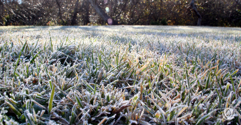 spring lawn care