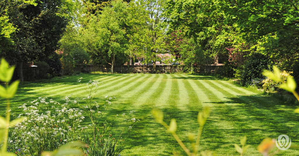 beautiful spring lawn