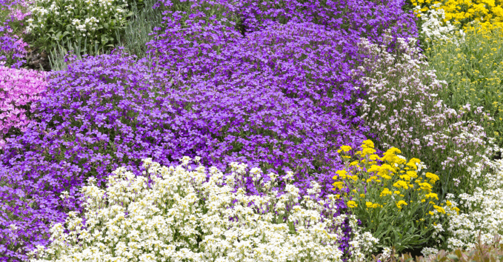 Colorful ground cover flowers in bloom