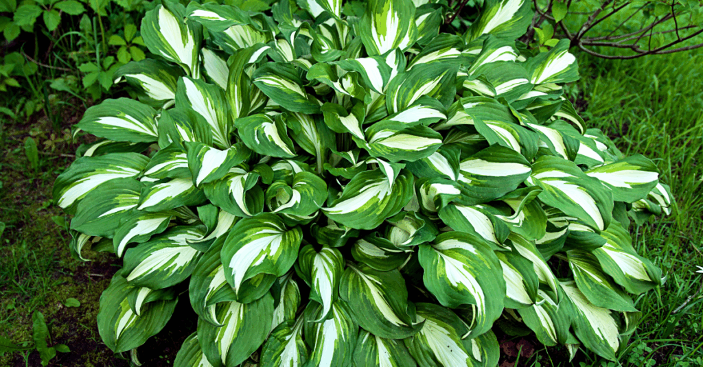 Hosta with green and white variegated leaves