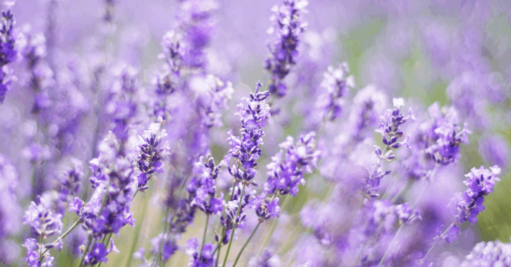 Lavender plants in bloom with purple flower spikes